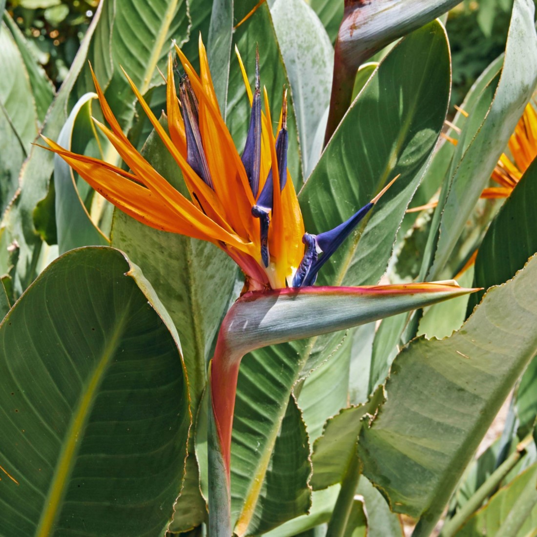 zimmerpflanze pachira Pachira aquatica (mit geflochtenem Stamm) H:130cm - Pflanzen sicher zu dir  nach Hause main image 1