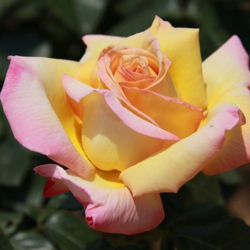 Rosier Peace Parfumée - Rosa