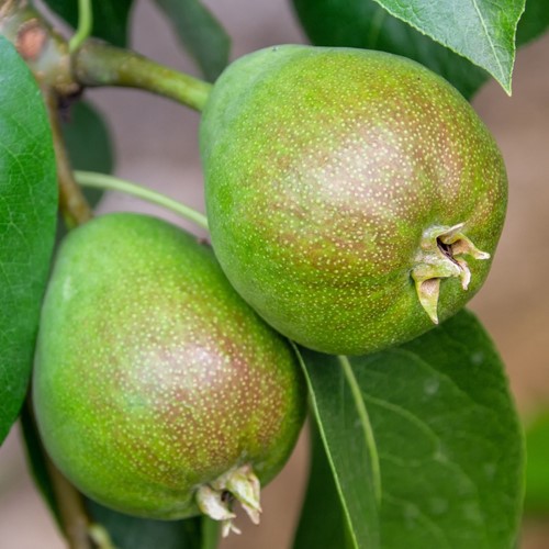 Poire Doyenné du Comice - Pyrus communis