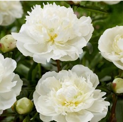 Paeonia Duchesse de Nemours - Pivoine blanche