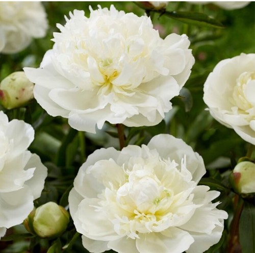 Paeonia Duchesse de Nemours - Pivoine blanche