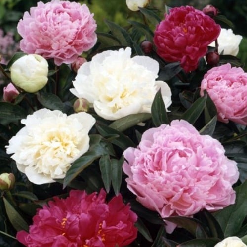 3x Pivoine Blanc, Rouge & Rose - Paeonia