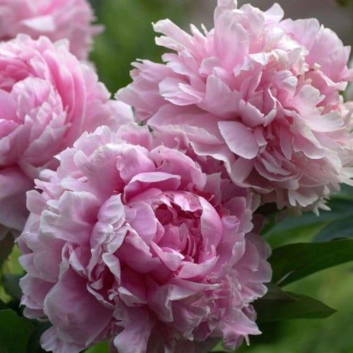 Paeonia LD Sarah Bernhardt - Pivoine