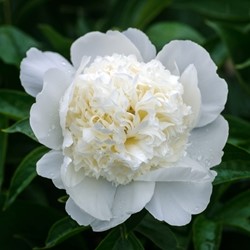 Pivoine Blanc - Paeonia