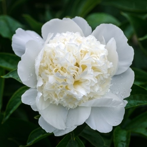 Pivoine Blanc - Paeonia