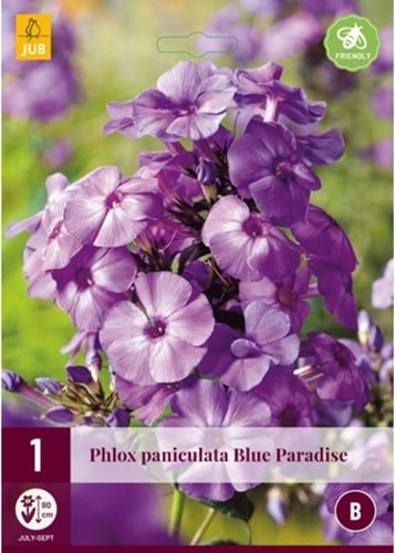 Phlox paniculata Blue Paradise