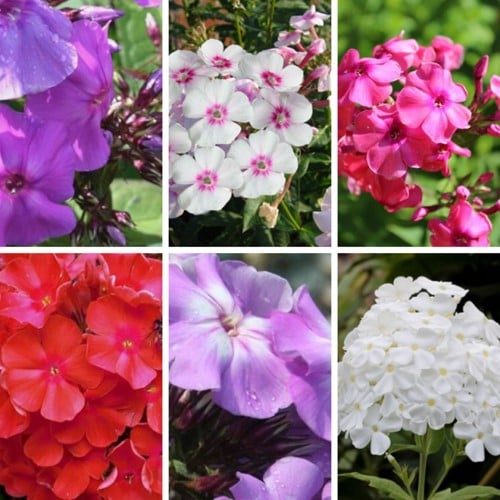 Phlox Paniculata mix – Phlox paniculé (Pack de Six)