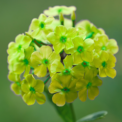 Phlox paniculata Orchid Green
