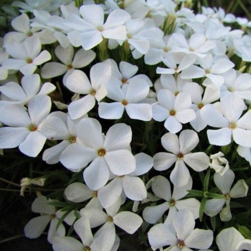 Phlox subulata White Delight - Phlox mousse (Pack de trois)