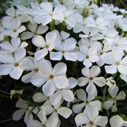 Phlox Subulata White Delight - Kruipende Vlambloem (Sixpack)
