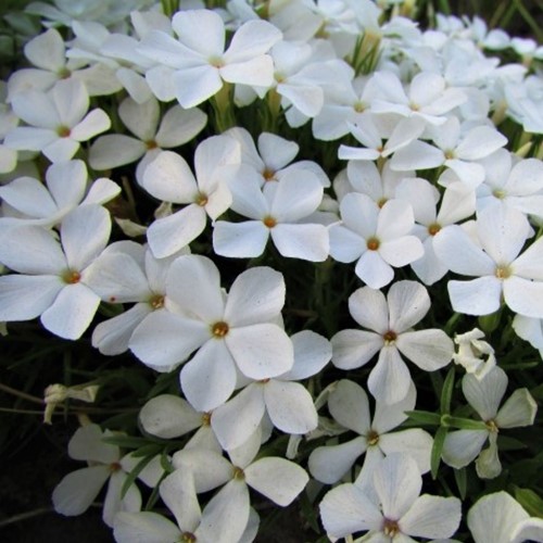 Phlox subulata White Delight - Phlox mousse (Pack de six)