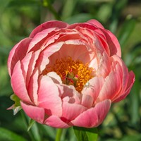 Paeonia Pink Hawaiian Coral - Pivoine