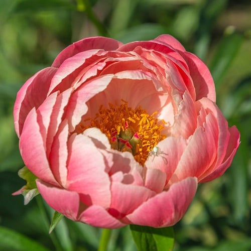 Paeonia Pink Hawaiian Coral - Pivoine