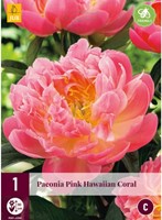Paeonia Pink Hawaiian Coral - Pivoine-2