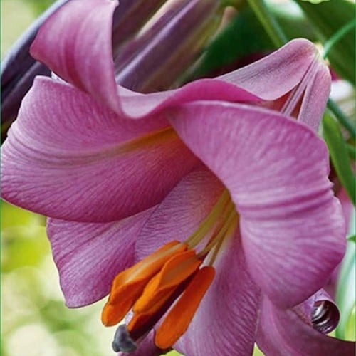 Lilium Pink Perfection - Lys
