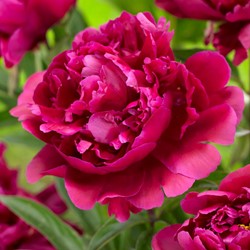 Pivoine Rouge/rose Karl Rosenfield - Paeonia