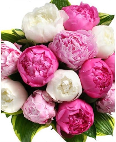 3x Pivoines en mélange - Paeonia