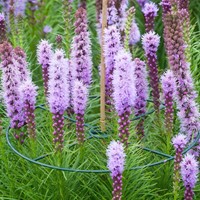 Support pour plantes 40 cm. - Nature-2