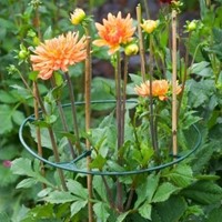 Support pour plantes Vario ajustable 30-40 cm. - Nature-2
