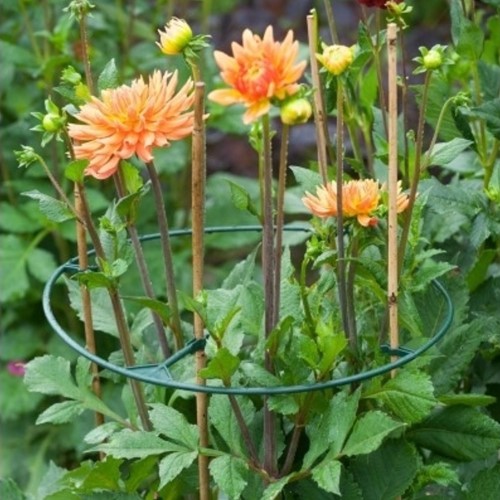Support pour plantes Vario ajustable 30-40 cm. - Nature-2