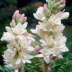 Polianthes tuberosa The Pearl (En vrac)