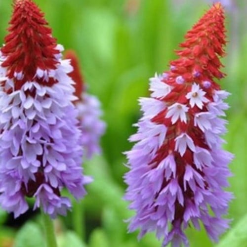 Primula Vialii - Primevère des marais (Pack de trois)