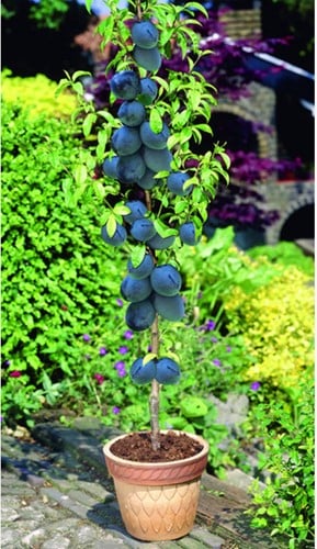 Prunier Black Amber - Prunus domestica