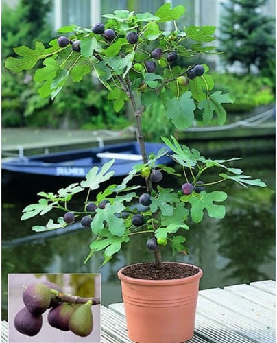 Figuier - Ficus carica
