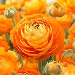 Renoncule Oranges - Doubles Oranges