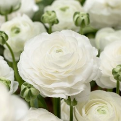 Renoncule Blanc - Doubles Blanc