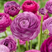Renoncule Violet