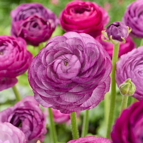 Renoncule Violet