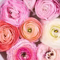 Renoncule Pastel Mélange – Ranunculus