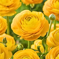 Ranonkel Geel - Ranunculus dubbel