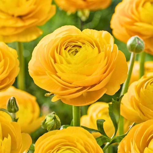 Ranonkel Geel - Ranunculus dubbel