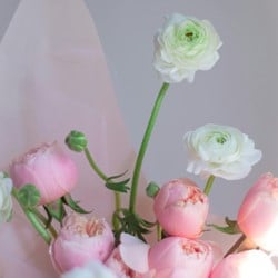 Renoncules Blanc & Rose en Mélange