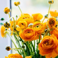 Renoncule Oranges - Doubles Oranges