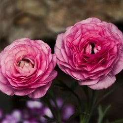 Renoncule Rose - Doubles Rose
