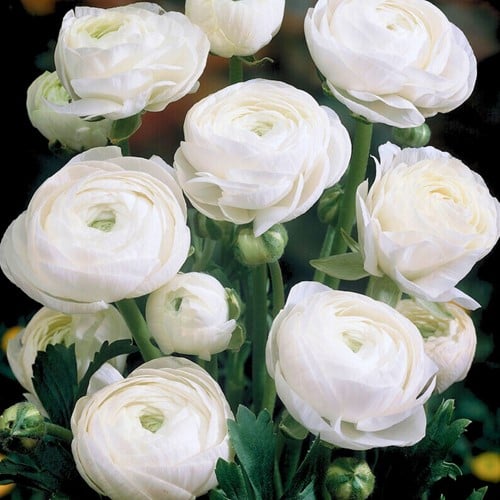 Renoncule Blanc - Doubles Blanc