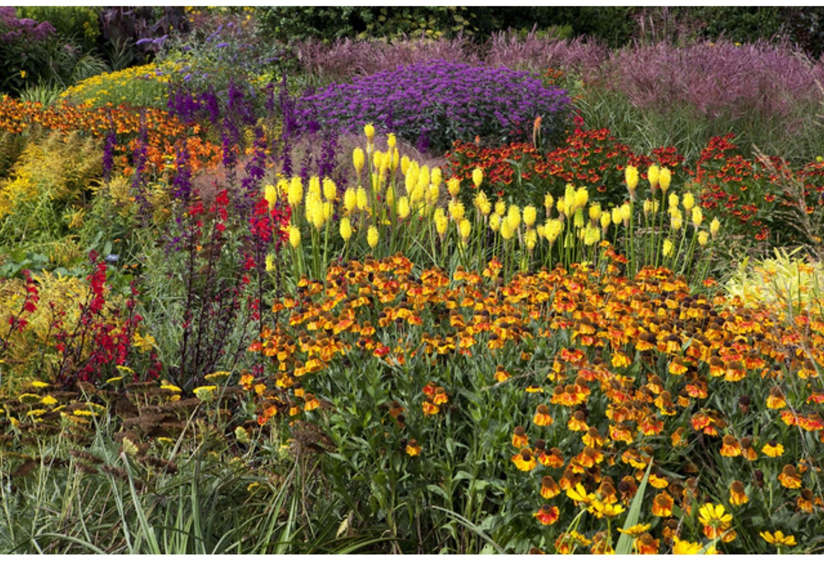 Fleurs Vivaces Orange Et Jaune