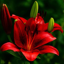 Lis Asiatique Rouge - Lilium asiaticum