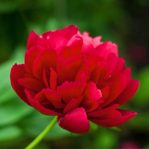Pivoine Red Magic - Paeonia