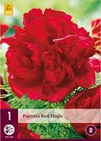 Pivoine Red Magic - Paeonia-2