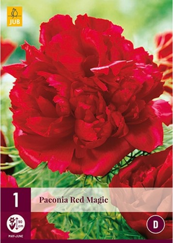 Pivoine Red Magic - Paeonia-2