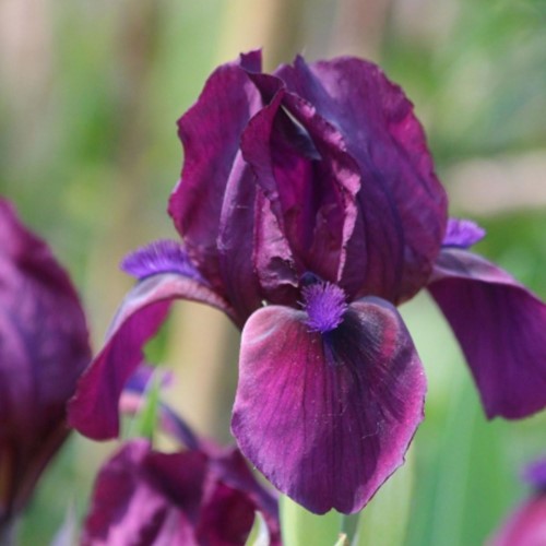 Iris Germanica Red Orchid – Iris d'Allemagne (Pack de trois)