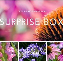 Bulbes d''eté Surprise Pack 1