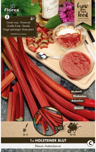 Rhubarbe Holsteiner Blut