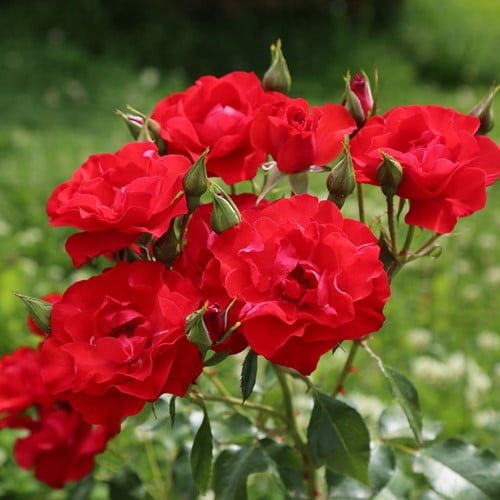 Rosier Amsterdam - Rosa floribunda