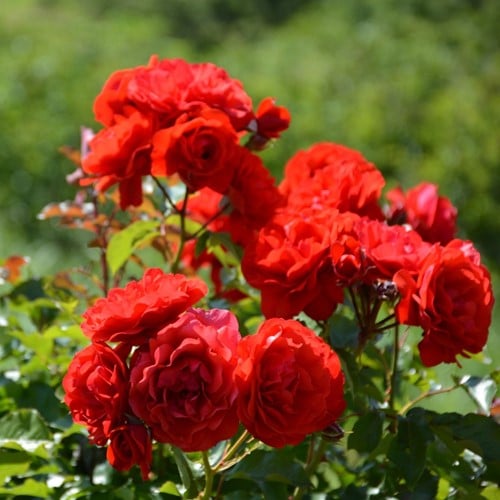 Rosier Nina Weibull - Rosa floribunda