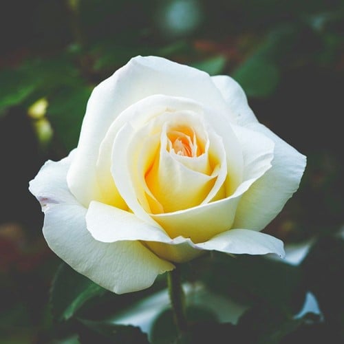Rosier White Symphony - Rosa à Grandes Fleurs